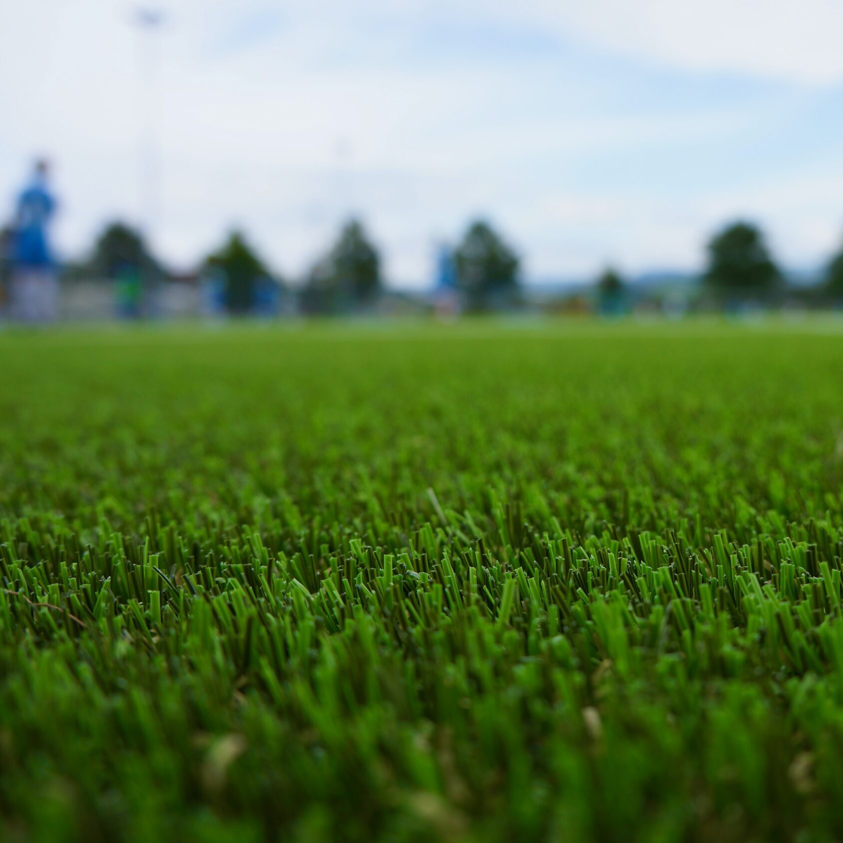 Green grass in the daytime
