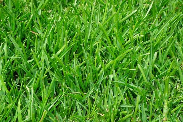Close-up of ryegrass