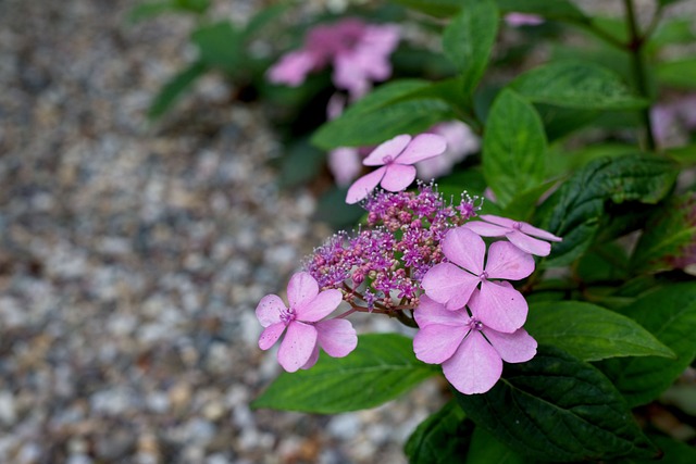 Hydrangea in a gravel garden