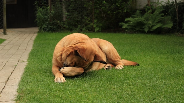 Dog playing on artificial grass