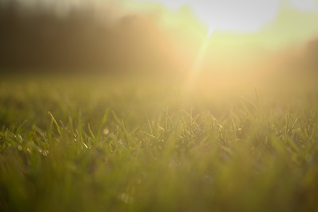 Dreamy lawn