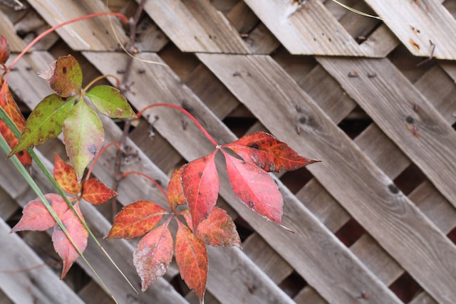 Trellis fence