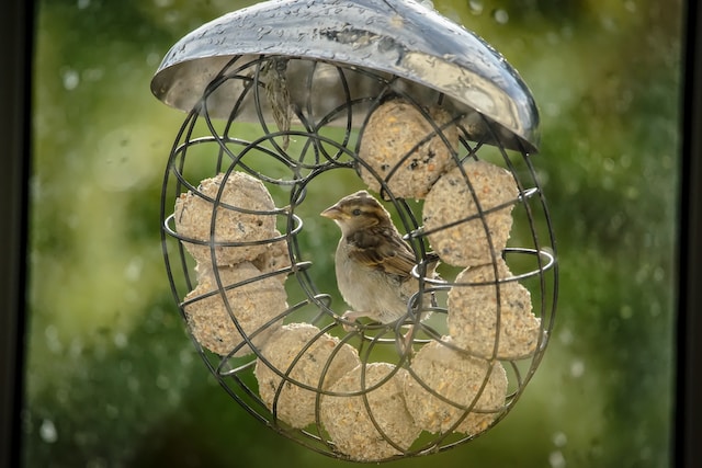 bird with food balls