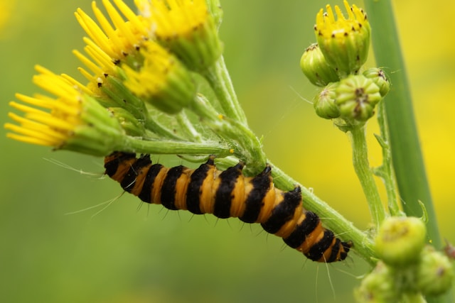 insect on flower