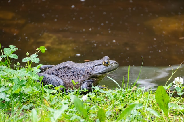 frog near a pond