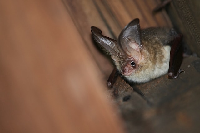 bat in small space