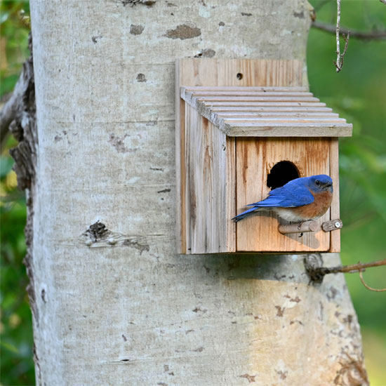 Wildlife Conservation